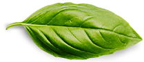 basil leaf basil leaf
